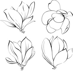 Set of vector flower, magnolia contour. Paris springtime, hand drawn line. Botanical illustration, flora. Black silhouette for circuit