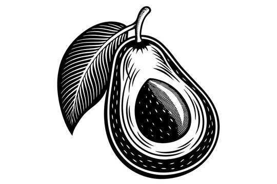 recommend clip art: avocado fruit silhouette vector illustration