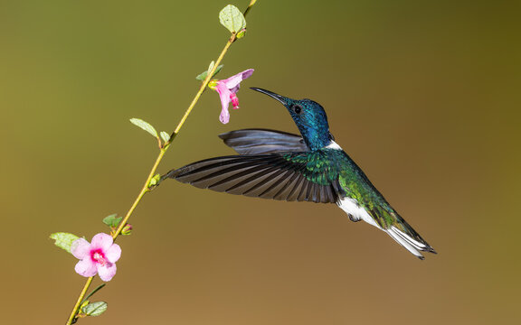 Wei&szlig;nackenkolibri (Florisuga mellivora) oder Jakobinerkolibri, m&auml;nnlich