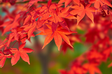 神奈川県　大山の紅葉
