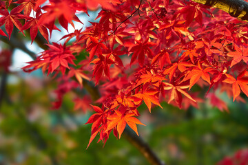 神奈川県　大山の紅葉
