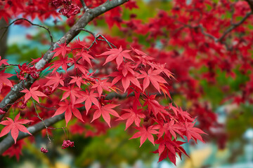 神奈川県　大山の紅葉
