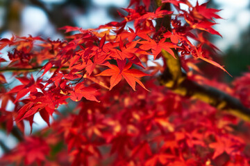 神奈川県　大山の紅葉
