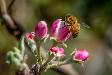 Honeybee on a flower