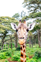 potraite of a girrafe