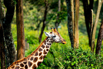 potraite of a girrafe