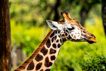 patriate of a giraffe