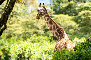 giraffe in a forest 