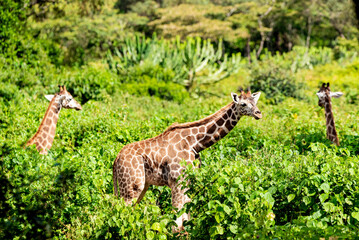 giraffe in a forest 