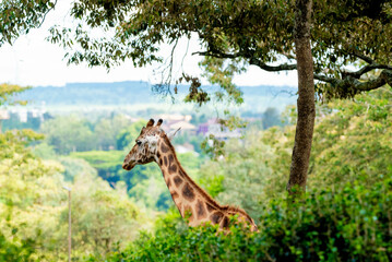 giraffe in a forest 