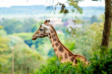 giraffe in a forest 