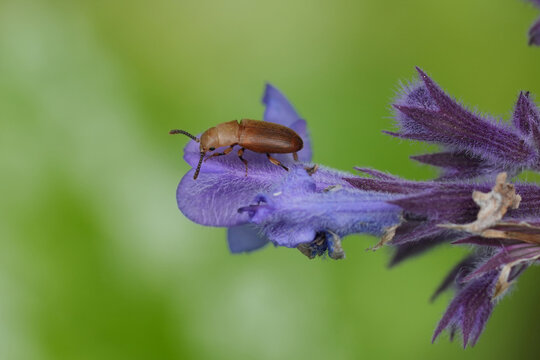 Closeup on a small brownish-yellow parasitic beetle on bumblebees, Antherophagus pallens