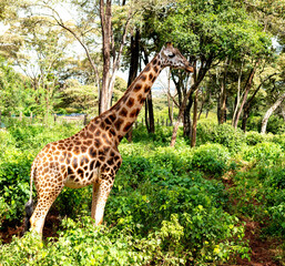 long tall giraffe