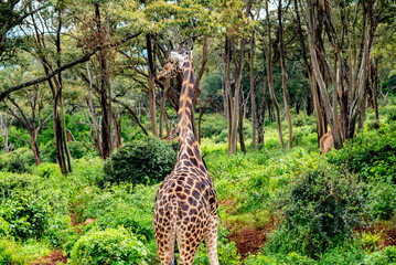 long tall giraffe