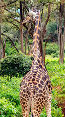 long tall giraffe
