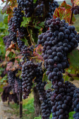 La Via dei Terrazzamenti, Italy - Ripe grapes ready for harvest in the Vineyards of Province of Sondrio in the mountains of Northern Italy
