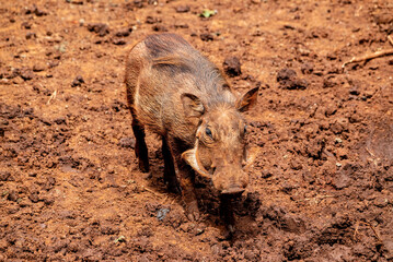 Fototapeta premium warthog on the ground