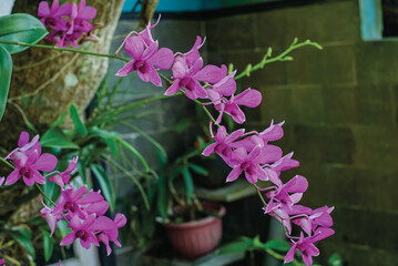 dendrobium bantimurung orchid flowers around the house