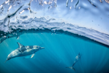 Naklejka premium Underwater photo of wild dolphins, Australia
