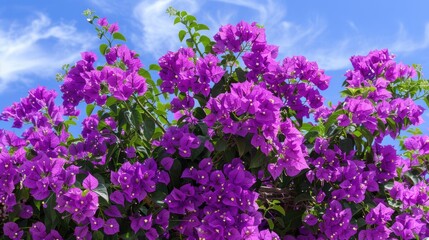 Obraz premium Purple Blooms of Bougainvillea in the Garden