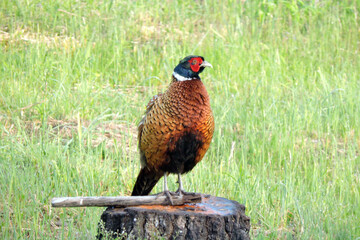 The male wild ring-necked pheasant looking like a conductor of an orchestra standing on a tree stump with cracked bark in the middle of the meadow