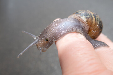 Snail