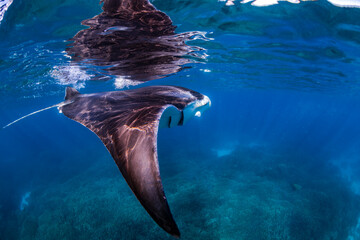 Naklejka premium Manta Ray, Lady Elliot Island, Australia