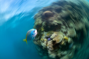 Coral Reef, Heron Island Australia