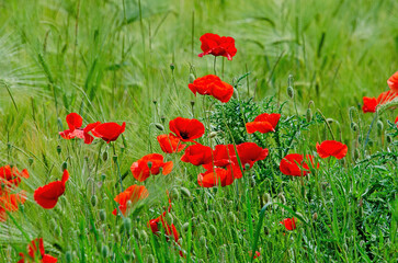 Fototapeta premium Klatschmohn