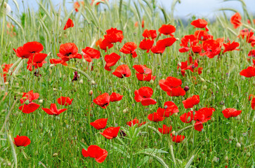 Obraz premium Roter Klatschmohn 