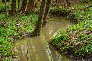 Forest stream   Leśny potok, strumyk © Adrian White
