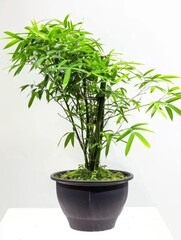 Obraz premium Bambusa blumeana Schultes in a pot isolated on white background