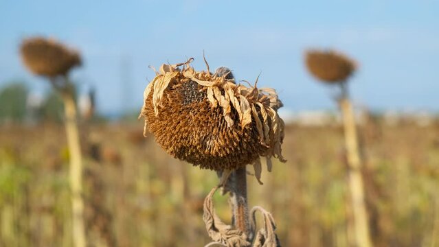 Sunflowers ready for harvest against sky. A view of grouth ripe sunflowers harvest in the dry field during autumn time.