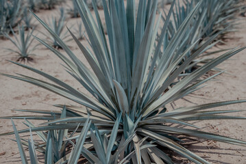 Fototapeta premium PENCA DE AGAVE