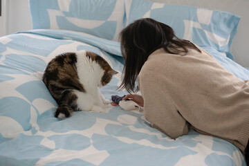 pet care concept with asian woman play with scottish tabby cat on bed with happy feeling