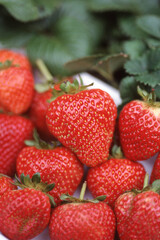 Freshly home grown strawberries in a white bowl in the garden