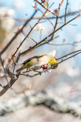 蜜を吸う長谷寺のウメジロー