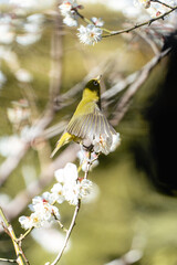 羽ばたくウメジロー