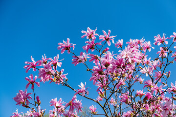 fresh magnolia over blue sky