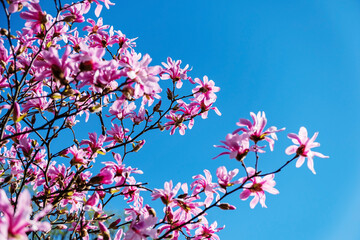 fresh magnolia over blue sky