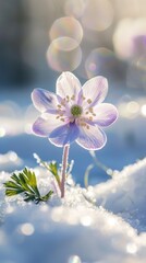 First Spring Forest Flower, Hepatica Nobilis in the Snow, Close-Up with Sunbeams and Beautiful Bokeh, Spring Nature Background, 4K AI-Generated Wallpaper.