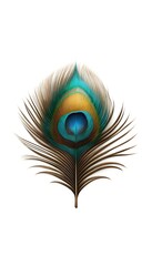 Obraz premium Elegant peacock feather