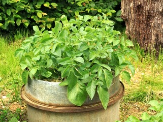Potato plants cultivated in an old barrel cut in half, mulch on top.. Creative upcycling or...