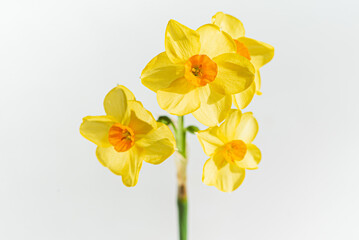 Fototapeta premium fresh narcissus on the white
