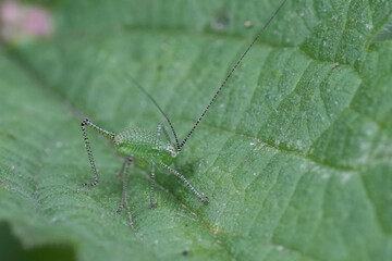 Closeup on a Small European nymph of the speckled bush cricket, Leptophyes punctatissima sitting on a green leaf