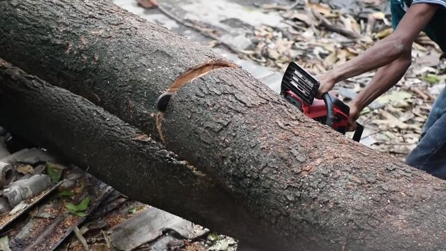 A man cuts down a large thick tree with a chainsaw. Tropical deforestation