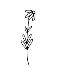 Abstract Floral Botanical Line Art Hand Drawn