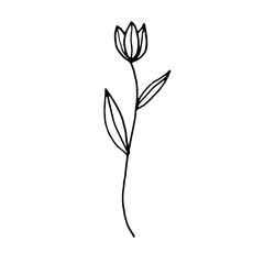 Obraz premium Abstract Floral Botanical Line Art Hand Drawn