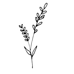 Fototapeta premium Abstract Floral Botanical Line Art Hand Drawn