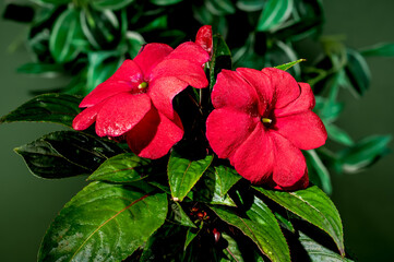 Blooming red impatiens hawkeri flowers on a green background